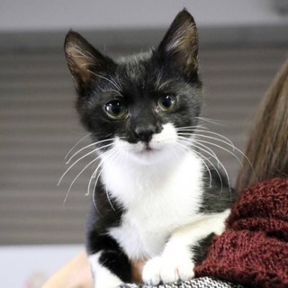 ウナギ似の子猫