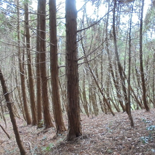 山林　９，８７９㎡　２，９８８坪