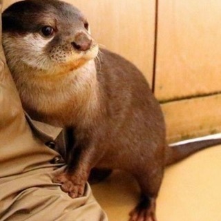 オタクor動物好きな方な友達探してます