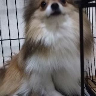 ポメラニアン男の子