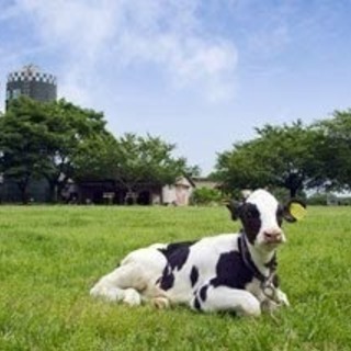 ◆牧場飼育スタッフ急募！社宅あり、車貸し出しありの好条件整ってい...