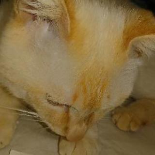 猫をさがしています。