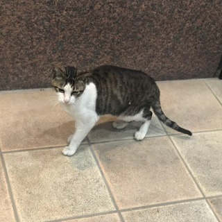 甘えん坊な構ってちゃんのオス猫
