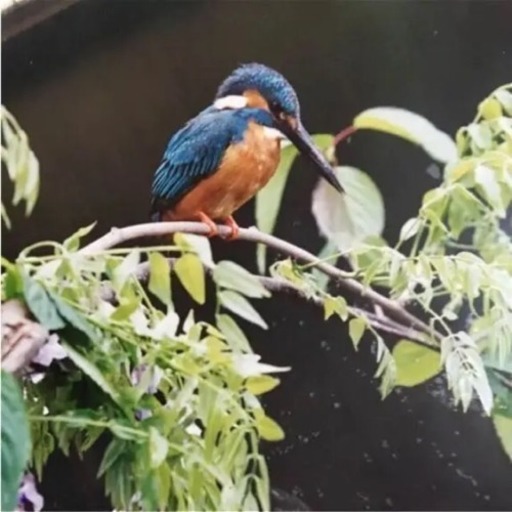 額入りの鳥の写真