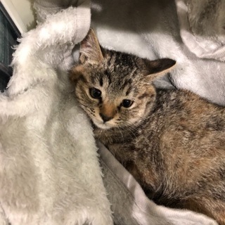 生後三カ月の可愛いメス猫