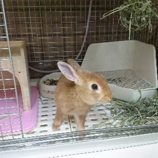 うさぎ ネザーランドドワーフ オス 4ヶ月