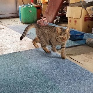 助けてあげて下さい。