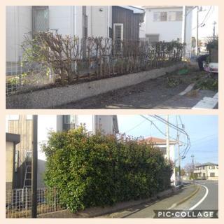 草刈り　樹木の剪定、枝切り　　　伐採、伐根　防草シート張り　除草剤散布