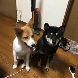 3月生まれの茶色の女の子