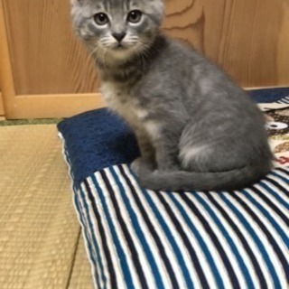 家族が決まりました☺︎ 三兄弟【グレー】生後2ヶ月弱  男の子