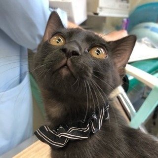 黒猫 子猫 雄 2ヶ月少し