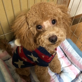 可愛がってくださる方を探しております。