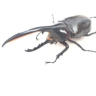 北海道クワガタLINEグル