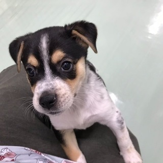 保健所からレスキュー❗️生後2カ月位🐶人が大好きな僕を家族にしてください🍀シェルターで待っていますฅ•ﻌ•ฅ - 台東区