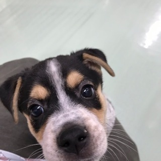 保健所からレスキュー❗️生後2カ月位🐶人が大好きな僕を家族にしてください🍀シェルターで待っていますฅ•ﻌ•ฅ - 犬