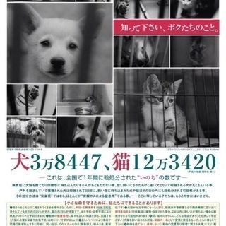 保健所からレスキュー❗️生後2カ月位🐶人が大好きな僕を家族にしてください🍀シェルターで待っていますฅ•ﻌ•ฅ − 東京都