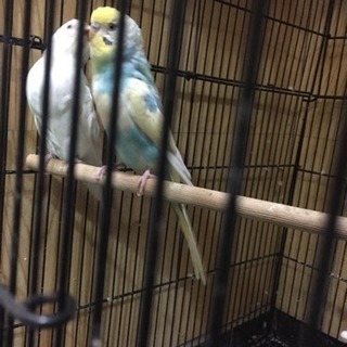 セキセイインコ♂♀ - その他