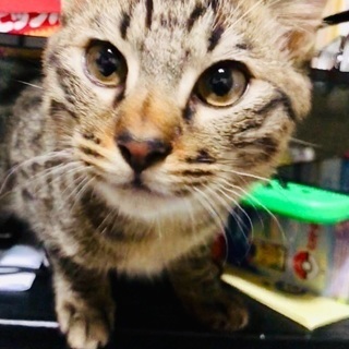 【急募】猫2匹の一時預かり出来る方募集します！