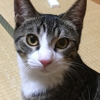 決定❤️5ヶ月半くらい☆ニコちゃん