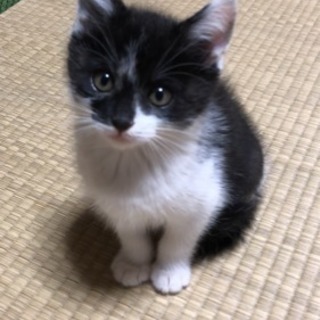 家族が決まりました☺︎ 三兄弟【黒白】生後2ヶ月弱 男の子