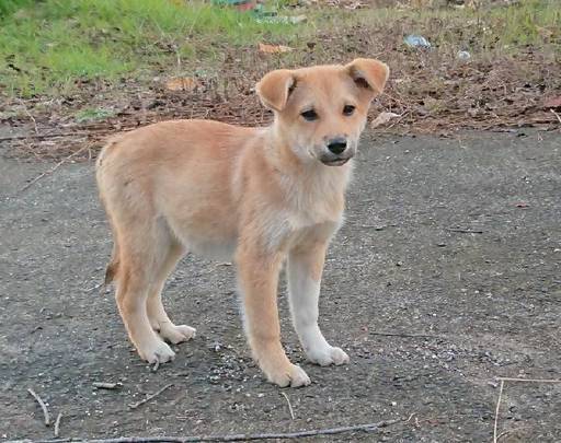 野良犬の子供です【片足ソックス、オス、3か月ぐらい