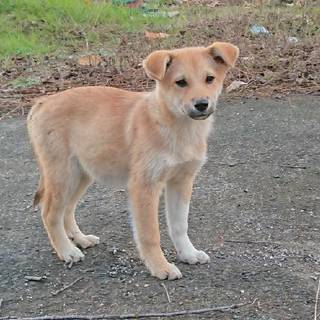 野良犬の子供です【片足ソックス、オス、３か月ぐらい】 