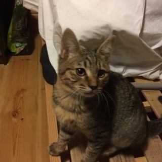 雄の子猫の飼い主さんを募集しています。