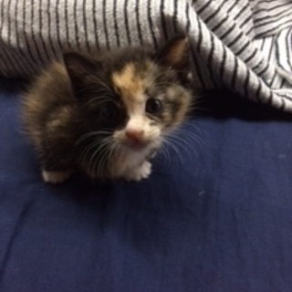 美人三毛　1歳ちょっと　避妊手術前なので子猫欲しい方に