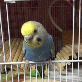 ハムスターを飼っているLine友達募集！