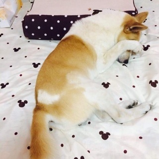 とても良い子です。 − 岐阜県