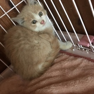 ふわふわ ぬいぐるみみたいな蘭丸くん