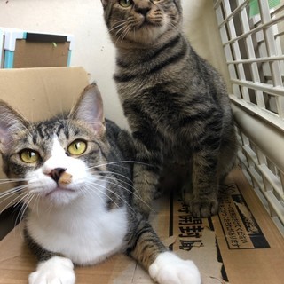 ❤️12月23日(日・祝)11～15時☆NPO法人ねこけん千葉支...