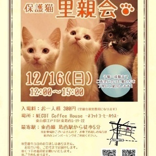 ネコット里親会 12／16日曜日