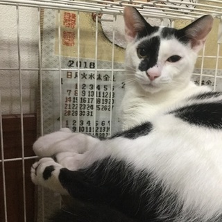 (一時停止)白黒ブチ模様の男の子 ジャックくん、6か月