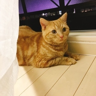 急募 2歳アメリカンショートヘア