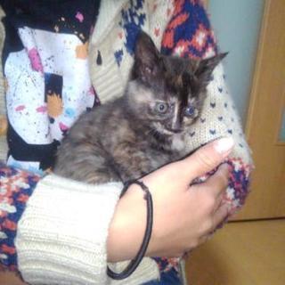 飼い主さん募集です！飼い主不在確認済みです。