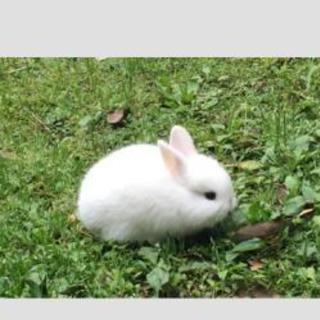 生後6ヶ月❗＆生後3ヶ月❗子うさぎ差し上げます🐰