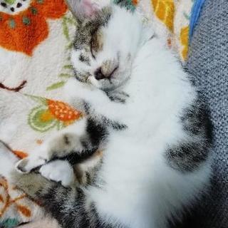 急募  甘えん坊3ヶ月子猫♀