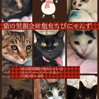 12/16猫の里親会＠亀有