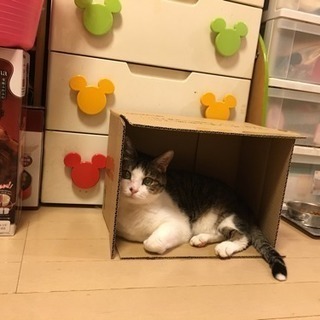 ハンサム顔 10歳 グーちゃん