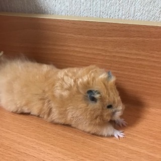 キンクマハムスター