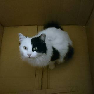 【！緊急！】白黒の長毛、若いメス猫です