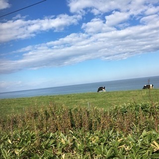 ★北海道の牧場スタッフ大募集中！酪農バブル期の今、カバン１つで移住しませんか？の画像