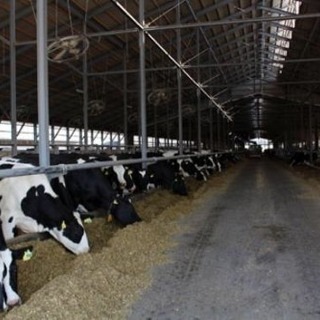 ★北海道の牧場スタッフ大募集中！酪農バブル期の今、カバン１つで移住しませんか？の画像