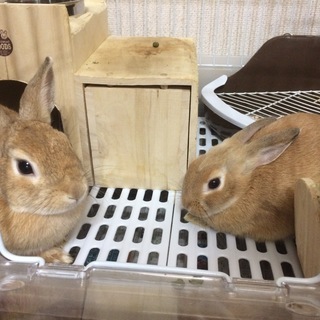 ネザーランドドワーフ親子