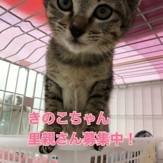 綺麗な顔立ちのキジ猫ちゃん