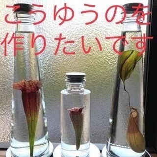 ウツボカズラ 安価で譲ってください