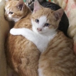 里親様決まりました 可愛い子猫3匹兄妹