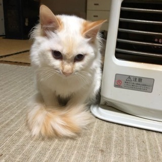 急募！生後6か月の子猫の里親募集します