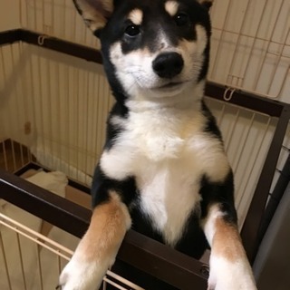 5ヶ月の黒柴♂【返信遅めです】